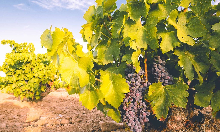 Image 3: Visita a bodega con cata de 3 vinos y aperitivos para hasta 6 personas