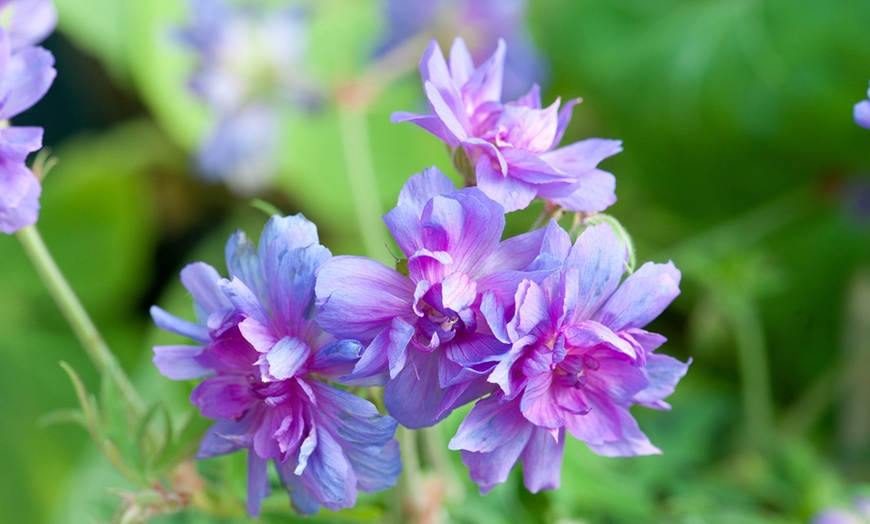 Image 3: One or Three Bare roots Geranium Double Plenum Caeruleum Plant