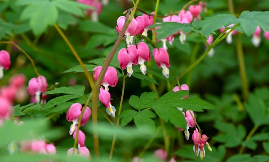 Image 7: One or Two Dicentra Spectabilis Spring Perennial, Large Root Clump