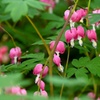 Image 7: One or Two Dicentra Spectabilis Spring Perennial, Large Root Clump