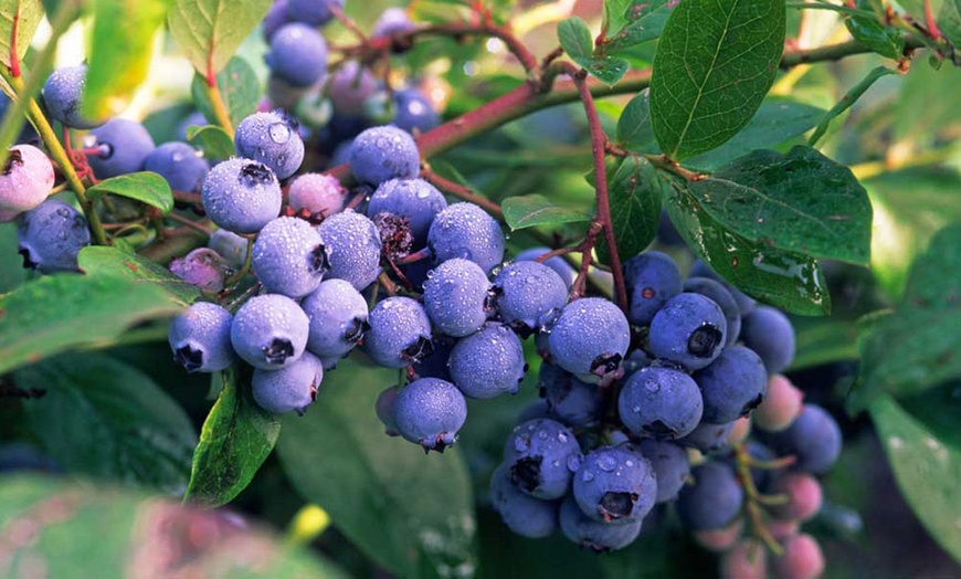 Image 1: Two Blueberry Plants in 9cm Pots