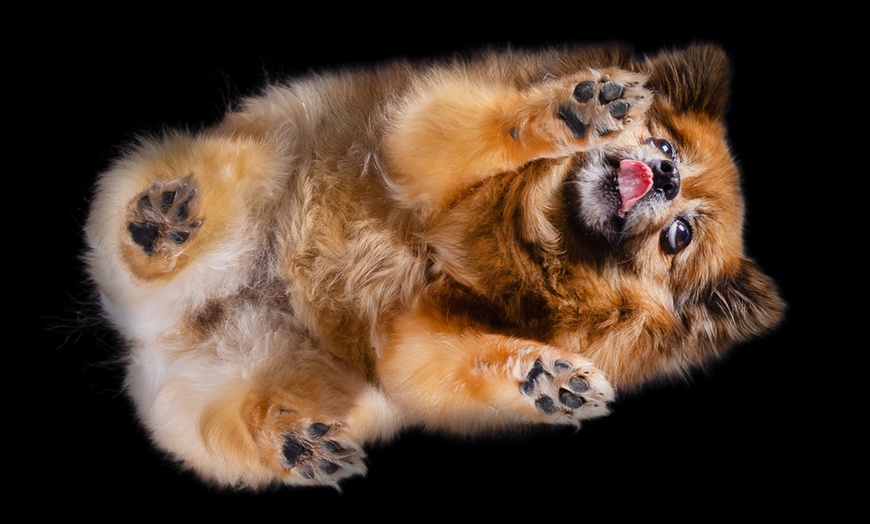 Image 4: "From Below Photo" - Fotoshooting für deinen Hund