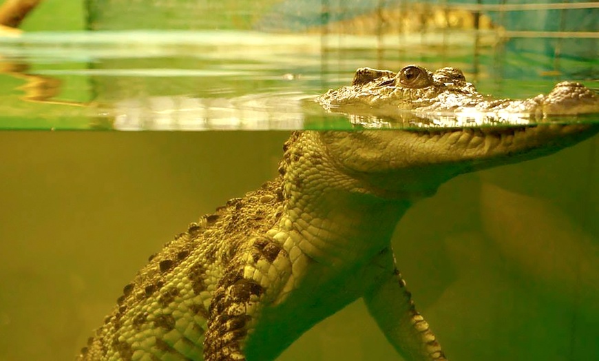 Image 4: Crocodiles of the World