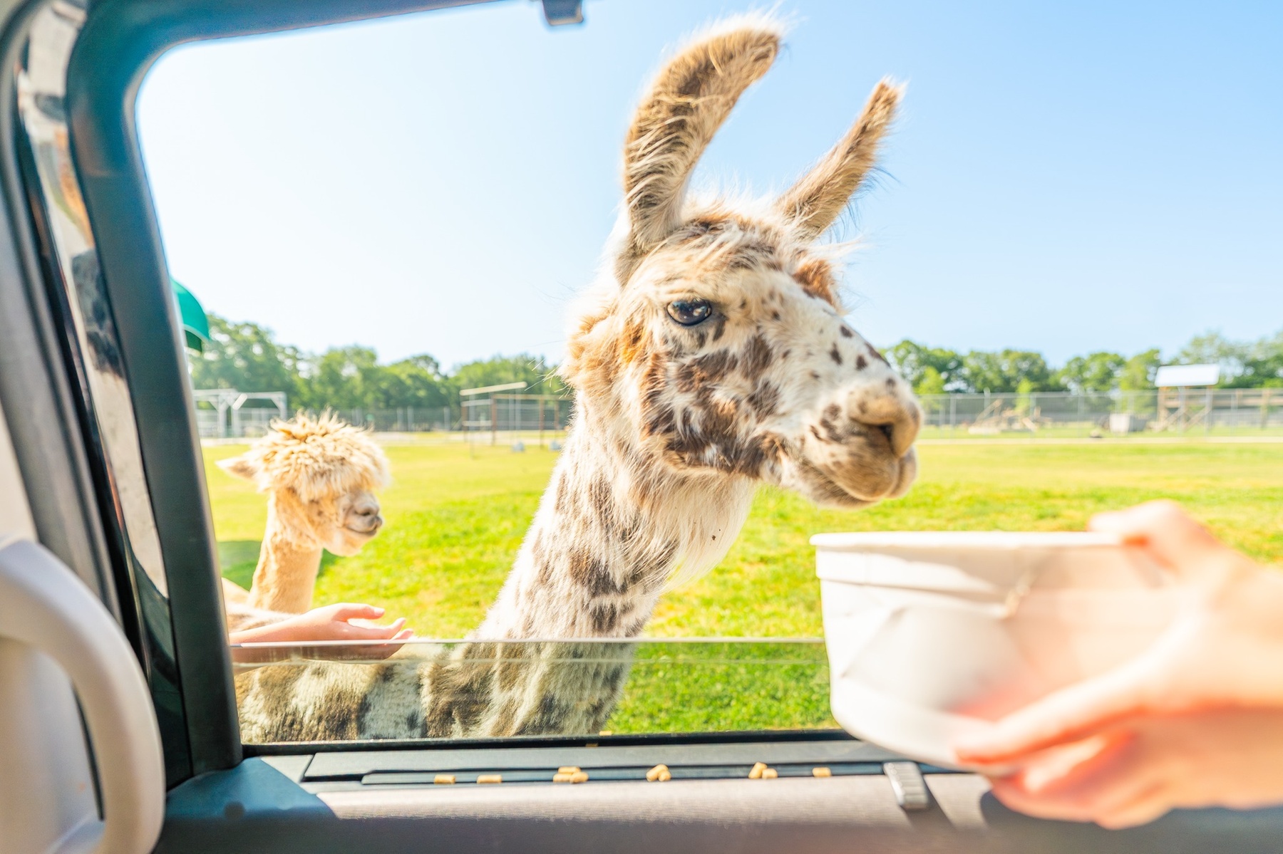 Witness the Beauty of Wild Animals at Safari Park & Adventure Park.