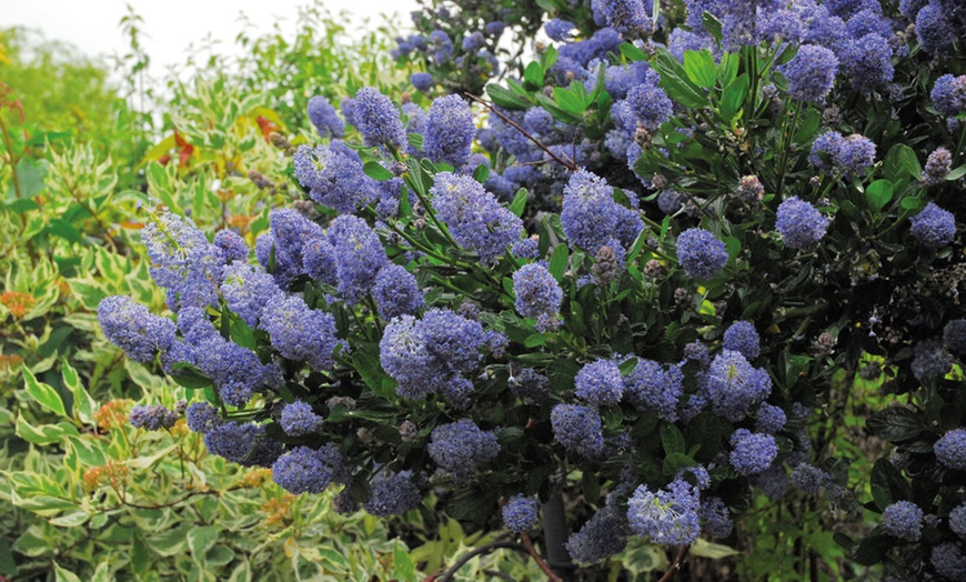 Image 2: Californian Lilac Shrub