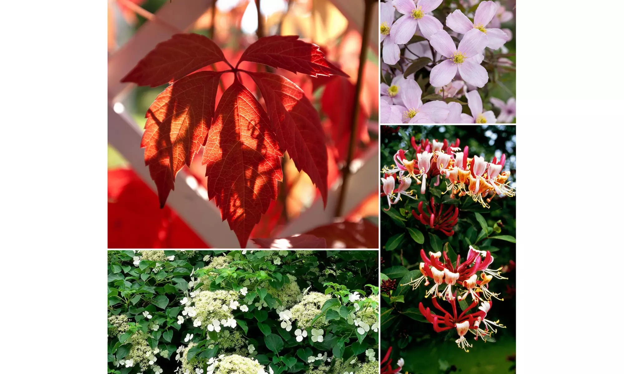 Mix de 8 plantes grimpantes de Gardenzo