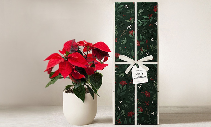 Image 2: Christmas Décor & Plant Gifts FTD.com Same-Day Delivery Up to 55% Off