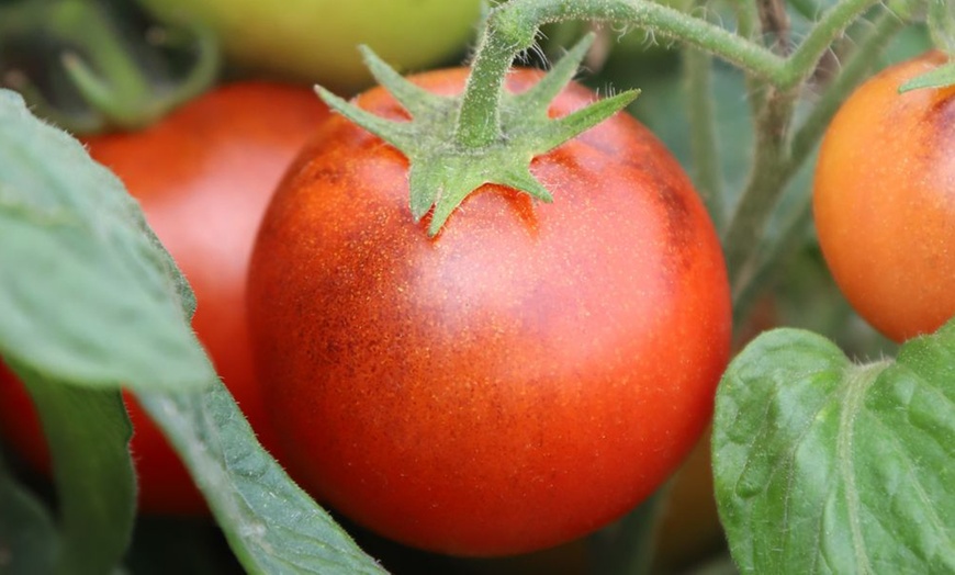 Image 7: Small Space Vegetable Plants - 3 or 6 Potted Plants