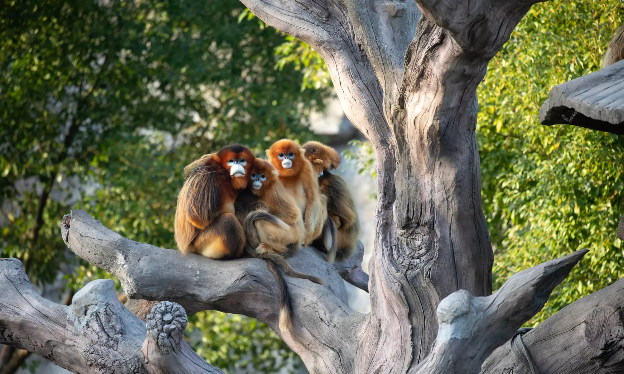 ZooParc de Beauval : 1 ou 2 jours pour un tour du monde animal