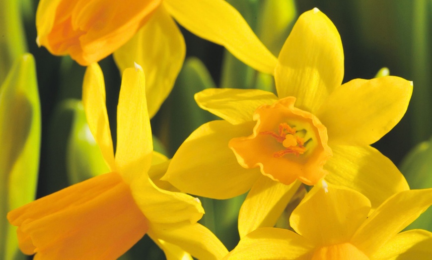 Image 6: Bulbes de narcisses