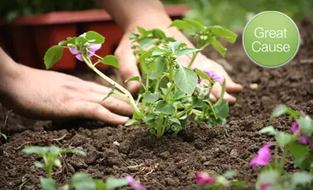 $10 Donation to Help Plant 4 Acres of Vegetables - Primary Image