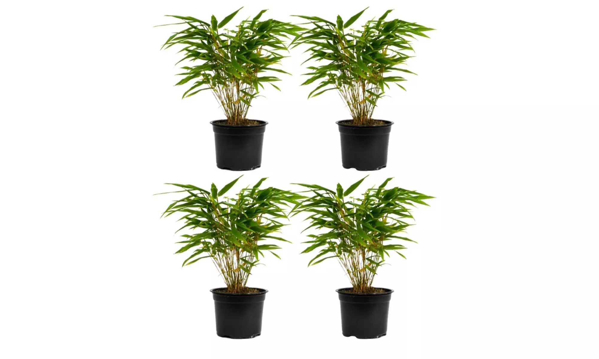 Plant de bambou Fargesia non prolifère