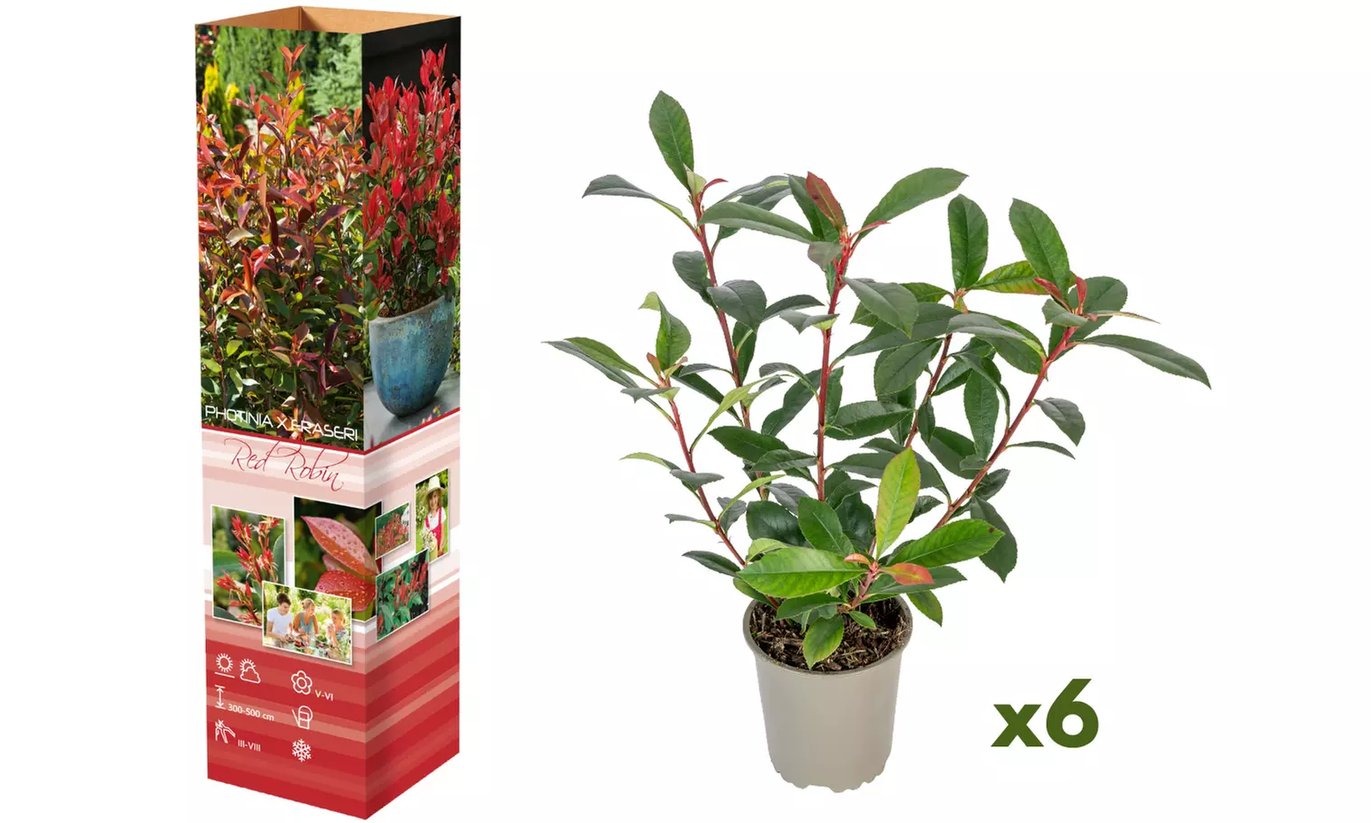 Set van 3 of 6 'Red Robin' mispel planten