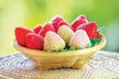 Lot de 10 ou 20 fraisiers grimpants d'Europa Green avec des fraises blanches ou rouges - Image 4