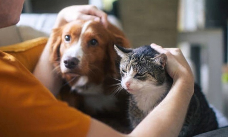 Image 1: Cuidados para tu mascota: esterilización para perros o gatos