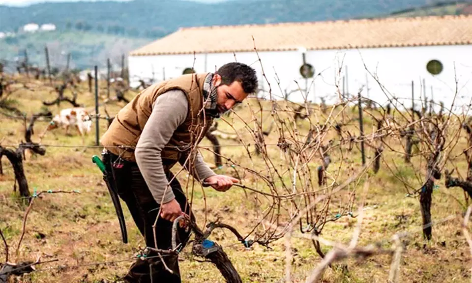 Visita a bodega de 1 hora y media con cata de vino para 2 o 4 personas