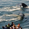 Image 1: Experience Whale Watch Experience of a lifetime in Boston