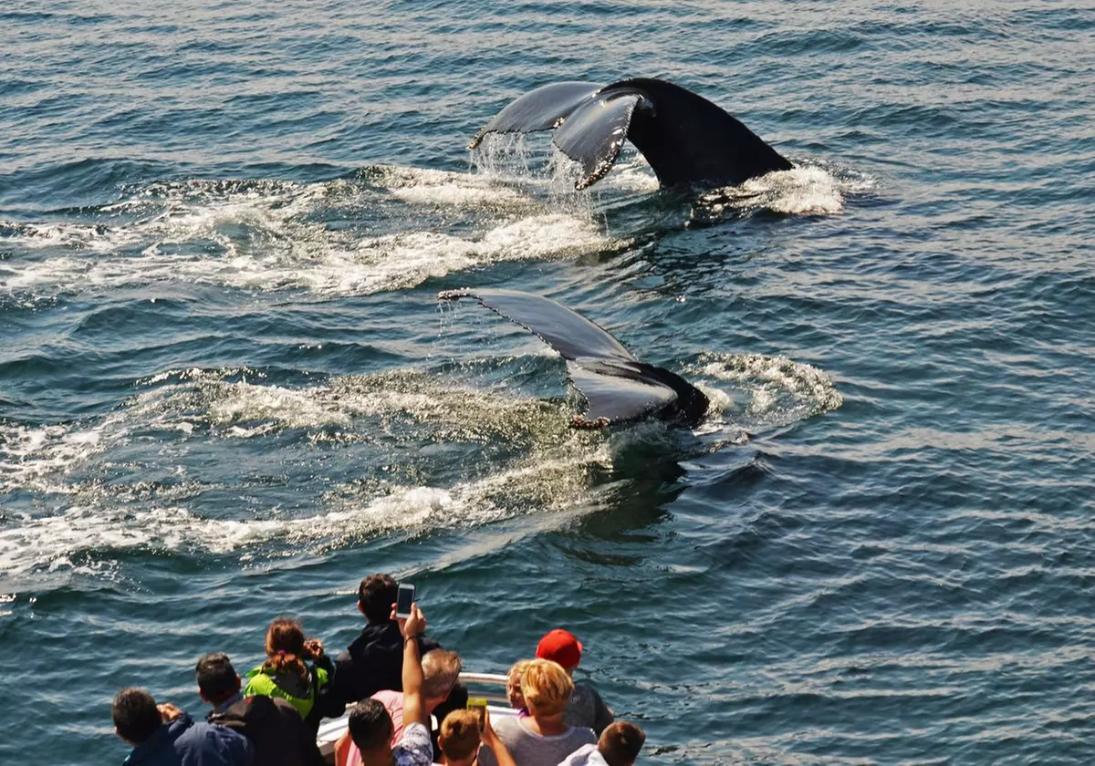 Experience Whale Watch Experience of a lifetime in Boston