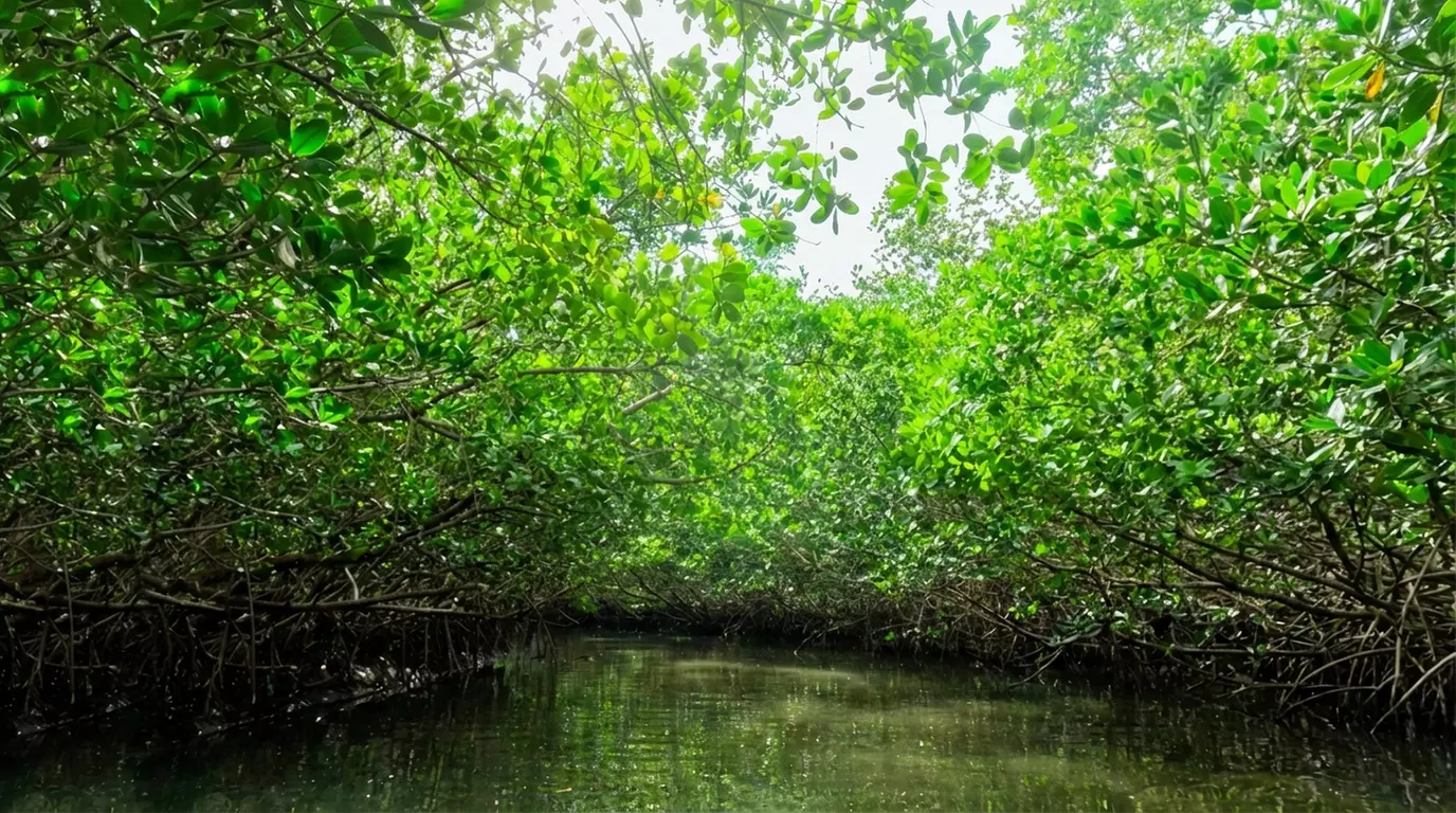Explore Clam Bayou with a 2 hr Clear Kayak Solo or Tandem Adventure