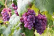 Wine Tasting and Glass of Sangria for One, Two, or Four People at Wilhelm Family Vineyards (Up to 33% Off) - Second Medium