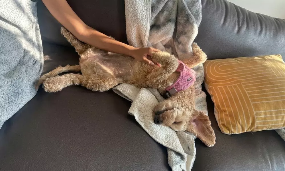 Lots of Love Dog Daycare Offers 1 or 3 Days of Daycare or Boarding for 1 Dog (Up to 37% Off) - Primary Image