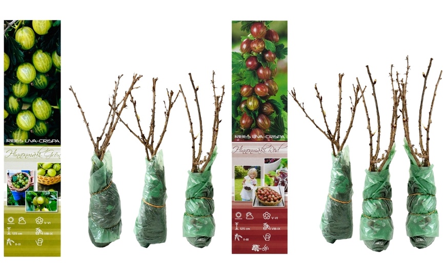 Image 2: Pack de grosellas a elegir de Gardenzo