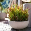 Image 7: Up to 3 Lomandra White Sands or Imperata (grass) Red Baron Plants 9cm