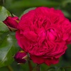 Image 9: Hybrid Tea Rose Collection 