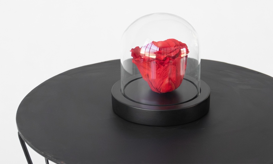 Image 2: Echte rode roos onder stolp 