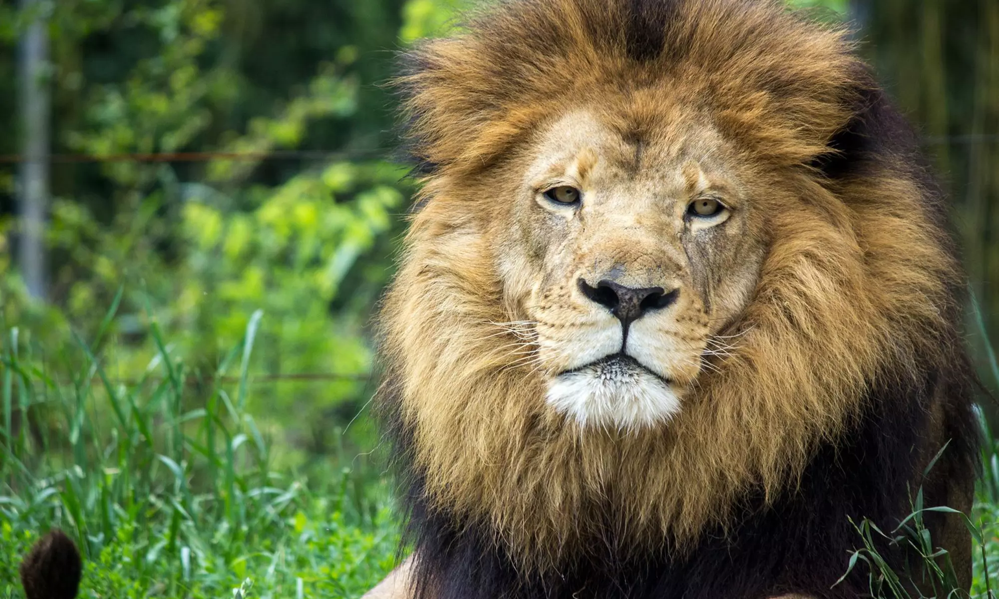 One Family Plus Membership at Birmingham Zoo (50% Off) - Primary Image