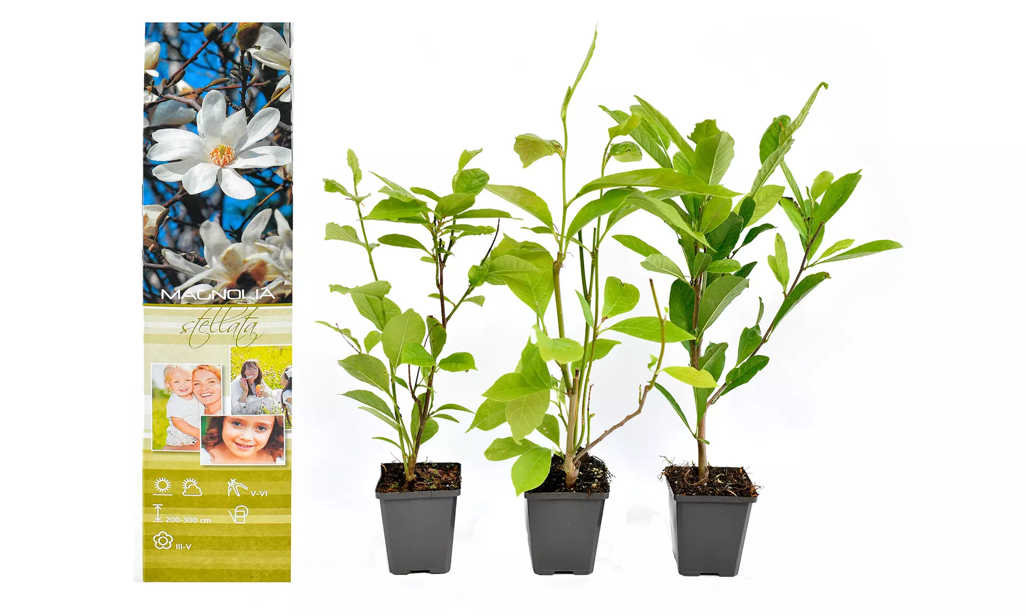 3x oder 6x Magnolien