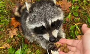 Lieblingstier-Fütterung für 2 oder 4 Personen, inkl. Eintritt Wildpark – Natur hautnah erleben (bis 23% sparen)