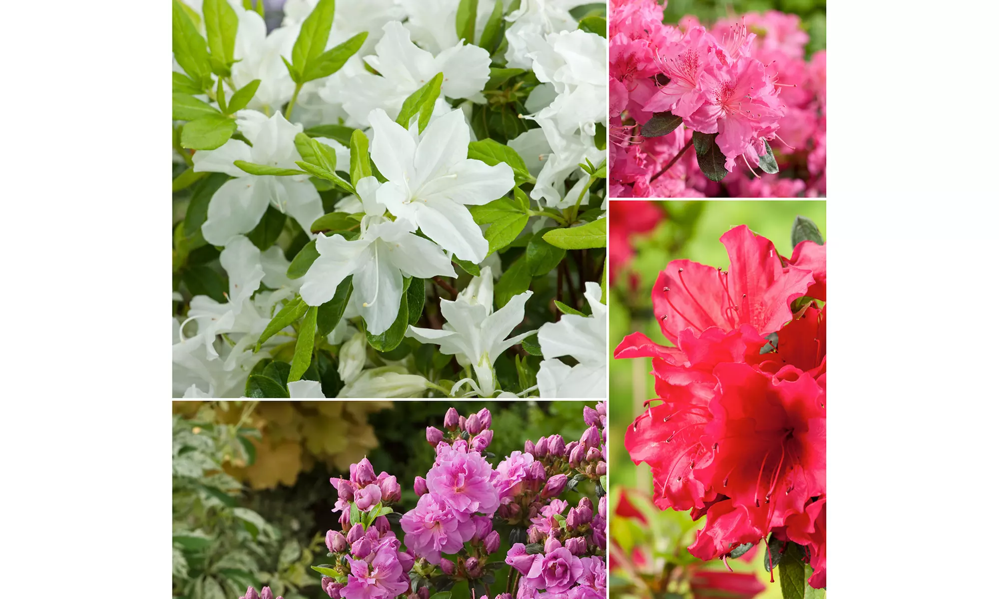 Set van 3, 4 of 8 Azalea's