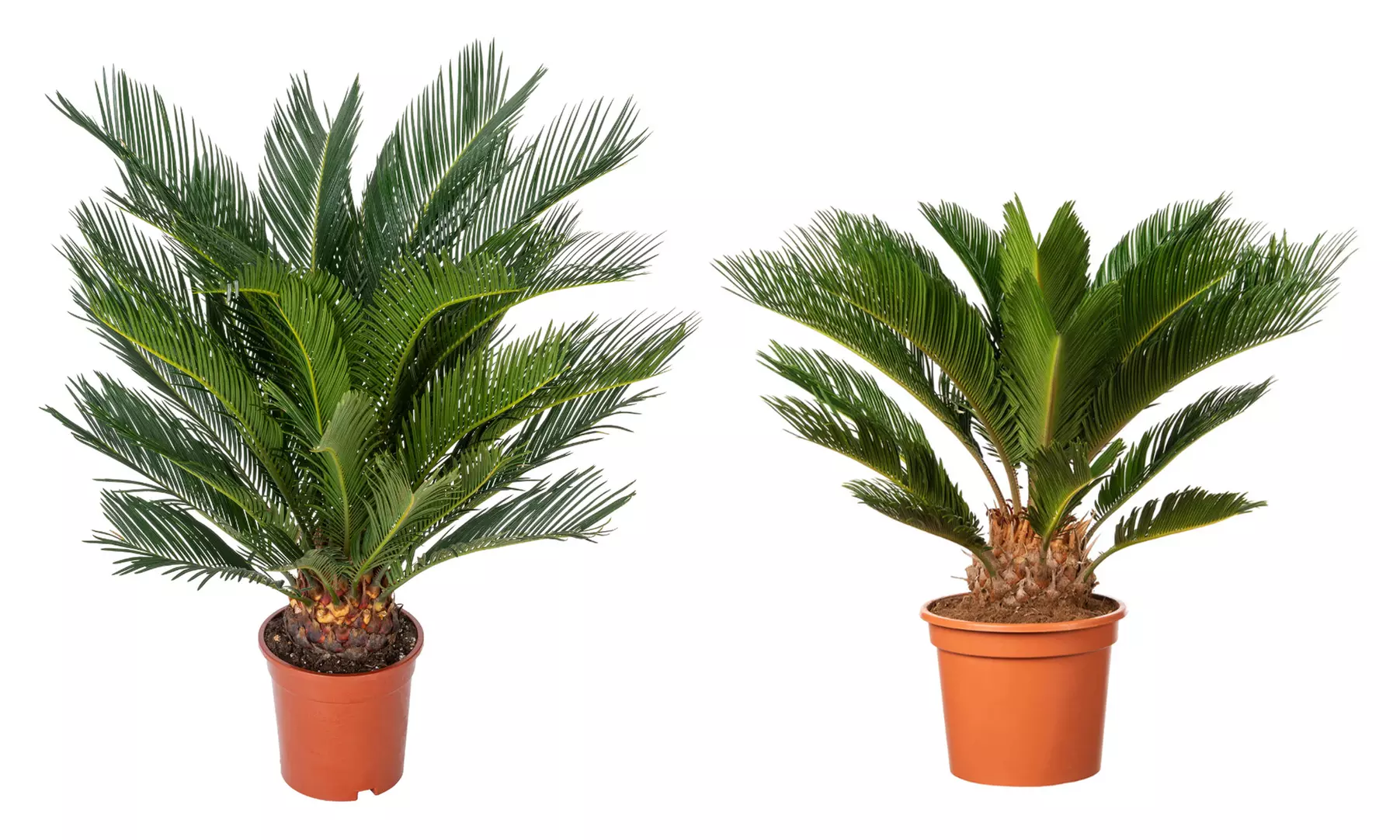 1x oder 2x kleiner oder großer Japanischer Sagopalmfarn