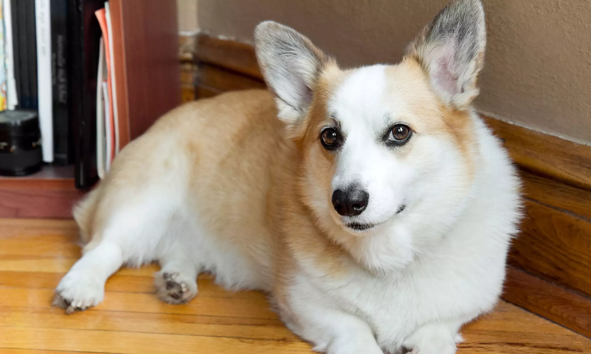 Comprehensive Exam with Vaccines and Testing for ﻿Dogs or Cats at ﻿Galloway Animal Hospital (Up to 70% Off)   - Primary Image