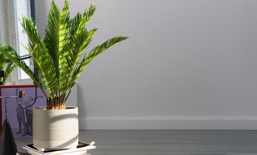Image 1: 1 ou 2 Cycas du Japon "Cycas revoluta" de Gardenzo