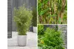 1, 2 o 4 piante di bamboo, disponibili in 2 tipologie - Image 3