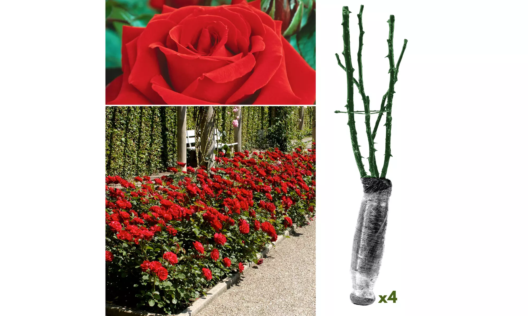 Set van 4 grootbloemige rozen van het