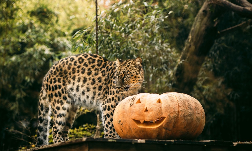 Image 2: Eintritt für 1 Erwachsenen / 1 Kind für Halloween im Bellewaerde Park