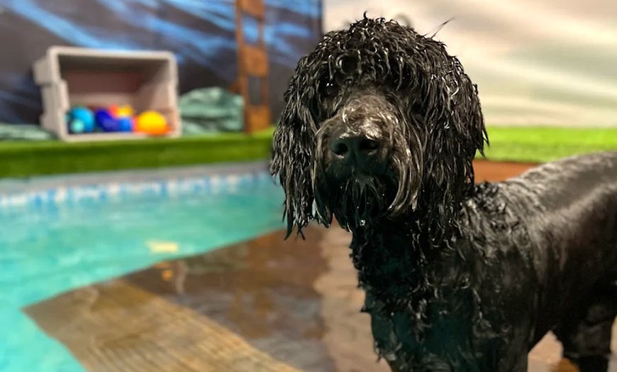 Image 11: Water Fun Awaits: Doggy Fun Swim Session (Owners Welcome to Swim Too)
