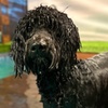 Image 11: Water Fun Awaits: Doggy Fun Swim Session (Owners Welcome to Swim Too)