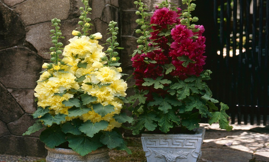 Image 4: Hollyhock Spring Celebrities Collection – 3, 6 or 9 Potted Plants