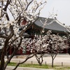 Image 5: South Korea: 12-Day Journey with Air & Hotel