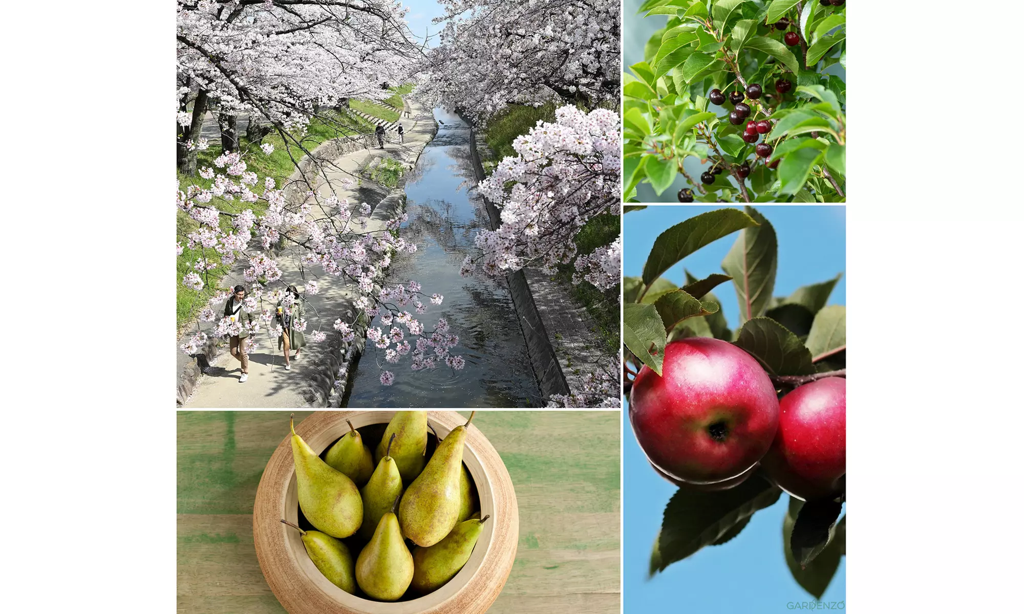 3x oder 5x Set Obstbäume
