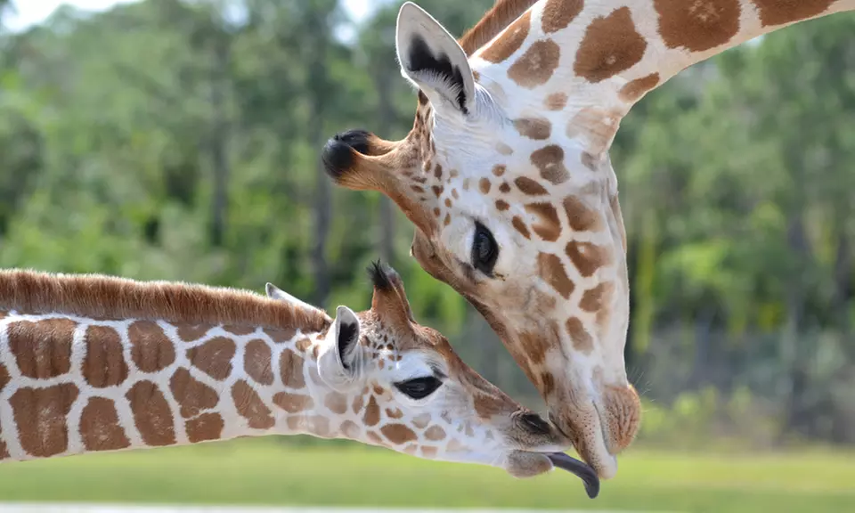 
$21 for a Safari-Park Visit with Parking at Lion Country Safari (Up to $38 Value) - Primary Image