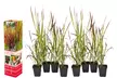 4x oder 8x Japanisches Blutgras 'Red Baron' (Imperata cylindrica 'Red Baron') - Second Medium