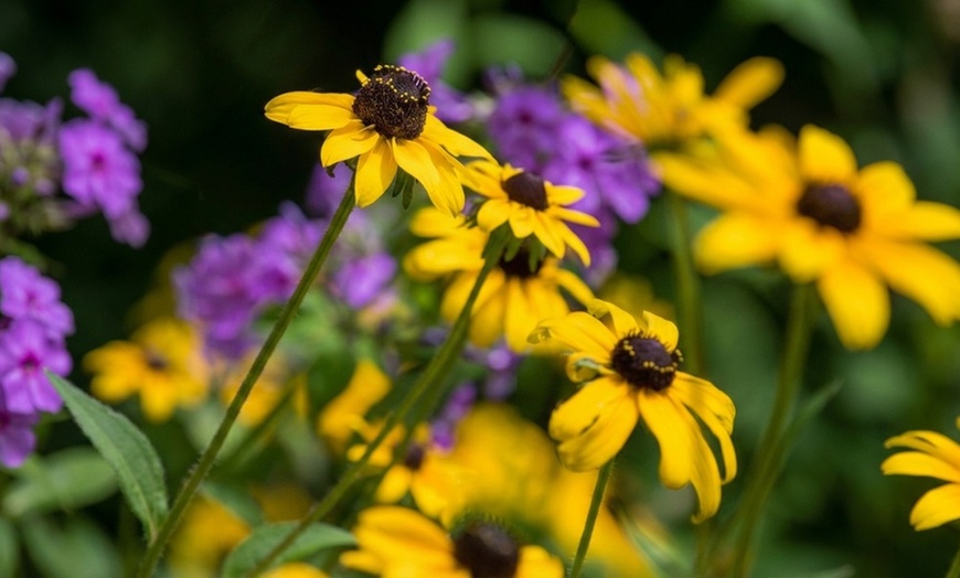 Image 3: Set di 8 piante perenni Rosie Border