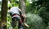 Tree-Removal Services or Flagstone Hardscapes from Adam's Pristine Acres