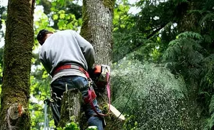 Tree-Removal Services or Flagstone Hardscapes from Adam's Pristine Acres - Primary Image