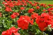 Geranium 'Best Red' - 12, 30 or 60 Plants - Image 3